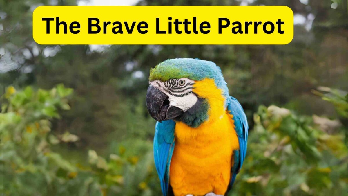 The Brave Little Parrot